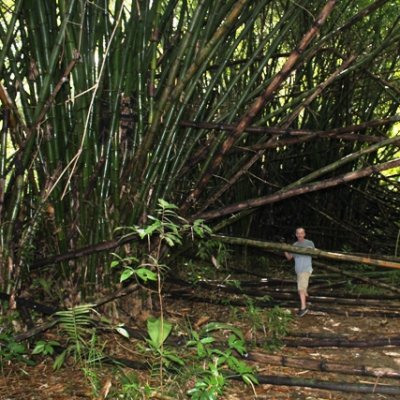 Jungle Bamboo